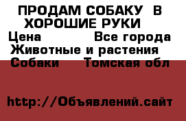 ПРОДАМ СОБАКУ  В ХОРОШИЕ РУКИ  › Цена ­ 4 000 - Все города Животные и растения » Собаки   . Томская обл.